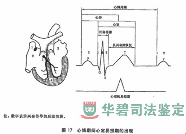生理参数和电气参数对心脏活动的影响