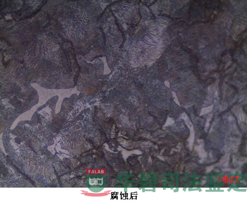 图3：金相组织-22